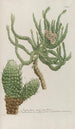 Phytanthoza iconographia Pl221 - Johann Wilhelm Weinmann — Ansicht des Kunstwerks
