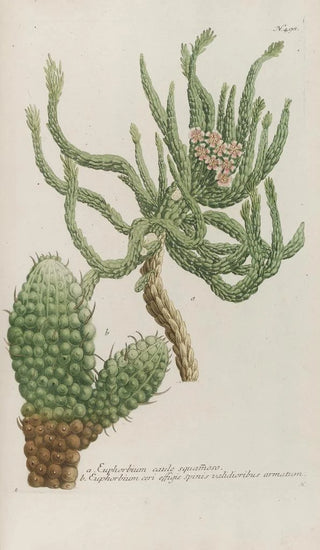 Johann Wilhelm Weinmann - Phytanthoza iconographia Pl221.webp