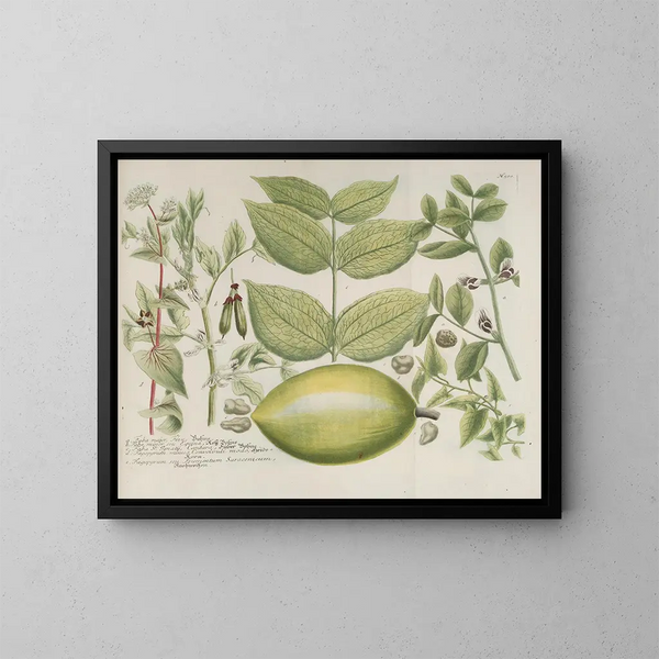 Phytanthoza iconographia Pl. 223 - Johann Wilhelm Weinmann — gerahmtes Bild an der Wand
