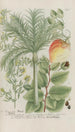 Phytanthoza iconographia Pl224 - Johann Wilhelm Weinmann — Ansicht des Kunstwerks