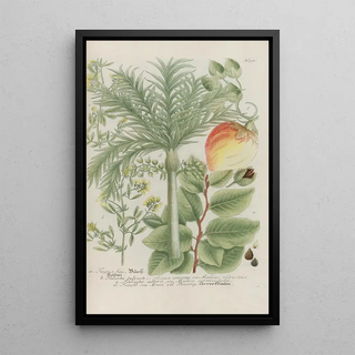 Johann Wilhelm Weinmann - Phytanthoza iconographia Pl224.webp