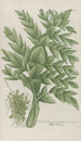 Phytanthoza iconographia Pl226 - Johann Wilhelm Weinmann — Ansicht des Kunstwerks