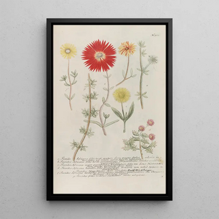 Johann Wilhelm Weinmann - Phytanthoza iconographia Pl228.webp