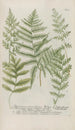 Phytanthoza iconographia Pl234 - Johann Wilhelm Weinmann — Ansicht des Kunstwerks
