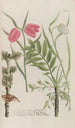 Phytanthoza iconographia Pl238 - Johann Wilhelm Weinmann — Ansicht des Kunstwerks