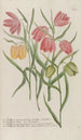 Phytanthoza iconographia Pl239 - Johann Wilhelm Weinmann — Ansicht des Kunstwerks