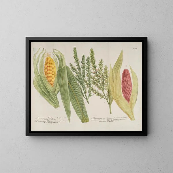 Phytanthoza iconographia Pl241 - Johann Wilhelm Weinmann — gerahmtes Bild an der Wand