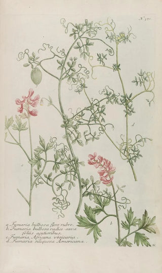 Johann Wilhelm Weinmann - Phytanthoza iconographia Pl244.webp