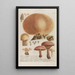 Phytanthoza iconographia Pl246 - Johann Wilhelm Weinmann — gerahmtes Bild an der Wand