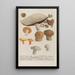 Phytanthoza iconographia Pl247 - Johann Wilhelm Weinmann — gerahmtes Bild an der Wand