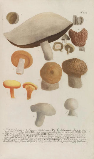 Johann Wilhelm Weinmann - Phytanthoza iconographia Pl247.webp