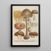 Phytanthoza iconographia Pl248 - Johann Wilhelm Weinmann — gerahmtes Bild an der Wand