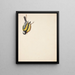 Studie der dd Musvit - Johanna Fosie — gerahmtes Bild an der Wand