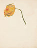 Studie einer gelben Tulpe - Johanna Fosie — Ansicht des Kunstwerks