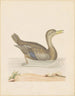 Enten-Rouan - John Abbot — Ansicht des Kunstwerks