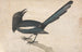 Eine Meise - John Bewick — Ansicht des Kunstwerks