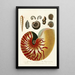 Encyclopaedia londinensis Conchyliologie Pl 01 - John Chapman — gerahmtes Bild an der Wand