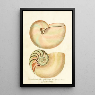 John Chapman - Encyclopaedia londinensis Conchology Pl 02.webp