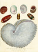 Encyclopaedia londinensis Conchyliologie Pl 04 - John Chapman — Ansicht des Kunstwerks