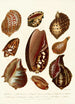 Encyclopaedia londinensis Conchyliologie Pl 07 - John Chapman — Ansicht des Kunstwerks