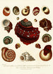 Encyclopaedia londinensis Conchyliologie Pl 09 - John Chapman — Ansicht des Kunstwerks