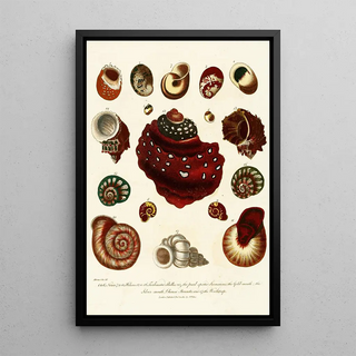 John Chapman - Encyclopaedia londinensis Conchology Pl 09.webp