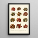 Encyclopaedia londinensis Conchyliologie Pl 10 - John Chapman — gerahmtes Bild an der Wand