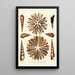 Encyclopaedia londinensis Conchyliologie Pl 11 - John Chapman — gerahmtes Bild an der Wand