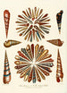 Encyclopaedia londinensis Conchyliologie Pl 11 - John Chapman — Ansicht des Kunstwerks