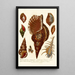Encyclopaedia londinensis Conchyliologie Pl 12 - John Chapman — gerahmtes Bild an der Wand