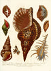 Encyclopaedia londinensis Conchyliologie Pl 12 - John Chapman — Ansicht des Kunstwerks
