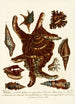 Encyclopaedia londinensis Conchyliologie Pl 13 - John Chapman — Ansicht des Kunstwerks