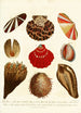 Encyclopaedia londinensis Conchyliologie Pl 14 - John Chapman — Ansicht des Kunstwerks