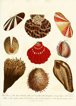 John Chapman - Encyclopaedia londinensis Conchology Pl 14.webp