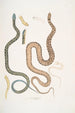 Schlange des Bengalen Coluber Bengalensis 47 Schlange mit schachbrettartigem Muster Coluber rectangulus - John Edward Gray — Ansicht des Kunstwerks