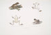 1a Tafelbaumfrosch Hyla maculata 2 2a Bengalfrosch Rana Bengalensis - John Edward Gray — Ansicht des Kunstwerks