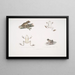 1a Tafelbaumfrosch Hyla maculata 2 2a Bengalfrosch Rana Bengalensis - John Edward Gray — gerahmtes Bild an der Wand