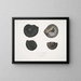 Ammonites népalensis Ammonites wallichii Ammonites tenuistnata - John Edward Gray — gerahmtes Bild an der Wand