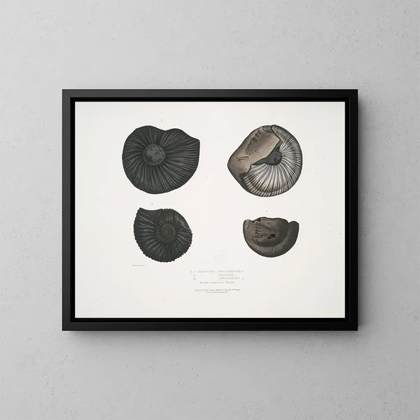 Ammonites népalensis Ammonites wallichii Ammonites tenuistnata - John Edward Gray — gerahmtes Bild an der Wand