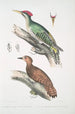 Pic de l'Almorah Picus dimidiatus 2 Pic indien roux Picus rufus - John Edward Gray — Ansicht des Kunstwerks