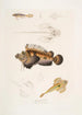 Anaora barbu Amora tentaculata amboina 2 Pelors de Cuvier Pelors Cuvieri 3 Dornhai mit gespaltenen Stacheln Callionymus serrato spinosus - John Edward Gray — Ansicht des Kunstwerks