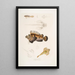 Anaora barbu Amora tentaculata amboina 2 Pelors de Cuvier Pelors Cuvieri 3 Dornhai mit gespaltenen Stacheln Callionymus serrato spinosus - John Edward Gray — gerahmtes Bild an der Wand