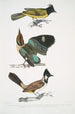 Brachype mit schwarzem Kopf Brachypus melanocephalus 2 Pelta mit kurzem Schwanz Pitta Pelta Pitta brachyura - John Edward Gray — Ansicht des Kunstwerks