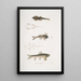 Balitora von Bruce Balitora Brucei Gebirgsbach in Indien 2 Balitora gefleckt Balitora maculata Gebirgsbach in Indien - John Edward Gray — gerahmtes Bild an der Wand