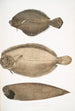 Plie chinoise Platessa Chinensis 2 Plie du Dr Russell Platessa Russellii 3 Sole sans nageoires à lignes courtes Plagusia abbreviata China - John Edward Gray — Ansicht des Kunstwerks