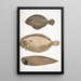 Plie chinoise Platessa Chinensis 2 Plie du Dr Russell Platessa Russellii 3 Sole sans nageoires à lignes courtes Plagusia abbreviata China - John Edward Gray — gerahmtes Bild an der Wand