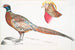 Faisan à collier chinois Phasianus torquatus 2 Tête du faisan doré commun Chrysolophus pictus - John Edward Gray — Ansicht des Kunstwerks