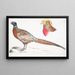 Faisan à collier chinois Phasianus torquatus 2 Tête du faisan doré commun Chrysolophus pictus - John Edward Gray — gerahmtes Bild an der Wand