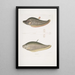 Chitala Mystus Mystus Chitala 2 Kapirat Mystus Mystus Kapirat - John Edward Gray — gerahmtes Bild an der Wand