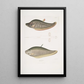 John Edward Gray - 1 Chitala Mystus Mystus Chitala 2 Kapirat Mystus Mystus Kapirat.webp